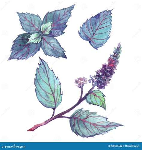Botanical Set Of Flowers And Leaves Of Peppermint Hand Drawn