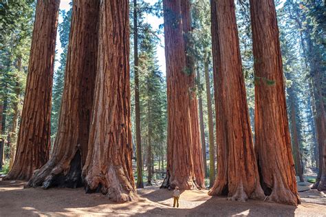 Cloned Ancient Redwood Trees Could Be The Key To Fighting Climate Change