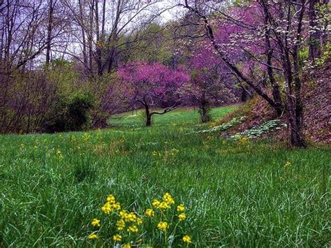 Following flowering, trees are loaded with seed pods that look like chinese lanterns. Blue Ridge Mountains in Virginia...beautiful spring colors ...