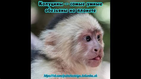 Capuchins Are The Smartest Monkeys On The Planet Everyone Knows That Monkeys Are One Of The Most