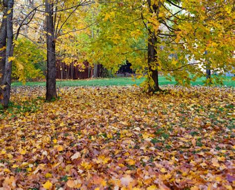 Autumn Tree With Bright Foliage In A Sunny Day Stock Image Image Of