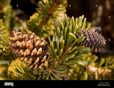 Bristlecone Pine Tree Pinus Longaeva Pine Cones Close Up Stock Photo
