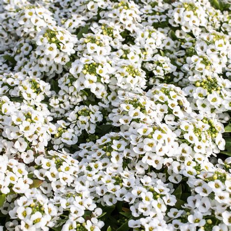 Alyssum Wonderland Series Flower Garden Seeds White Approx 5000