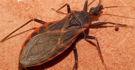 5 Things To Know About The Deadly Kissing Bug And Chagas Disease Wpxi