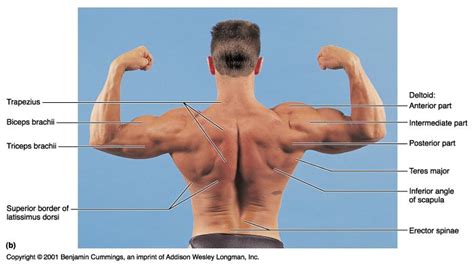 Areas Of The Back Anatomy Upper Spine Areas And What They Control