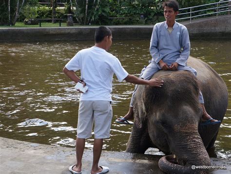 Naik Gajah Di Elephant Safari Park Bali West Borneo Road