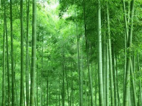 47 Bamboo Wallpaper Hd Wallpapersafari