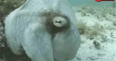 Most Terrifying Thing Ive Ever Seen Footage Of Shapeshifting Octopus