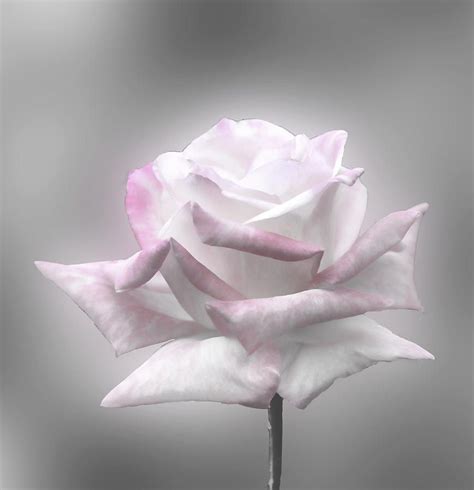 Download them or print for free. Black and White Rose with Hint of Color by Linda Phelps ...