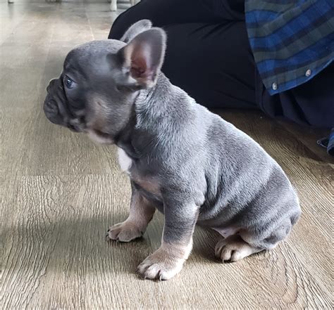 The french bulldog breed originally came to the united states with groups of wealthy americans who came across them and fell in love while touring europe in the late 1800s. French Bulldog Puppies For Sale | Township of Greenwood ...