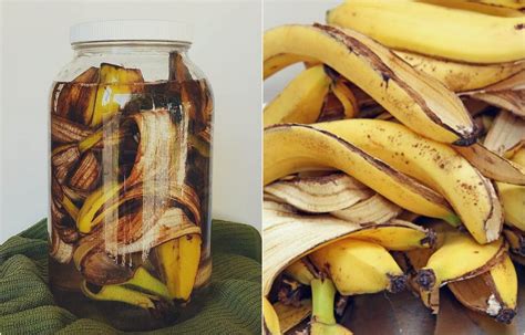 Qué Hacer Con Las Cáscaras De Plátano O Banana Nr Noticias Renovables