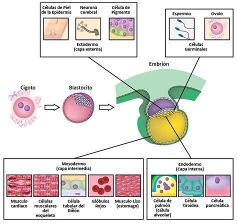 Biología Desarrollo Embrionario