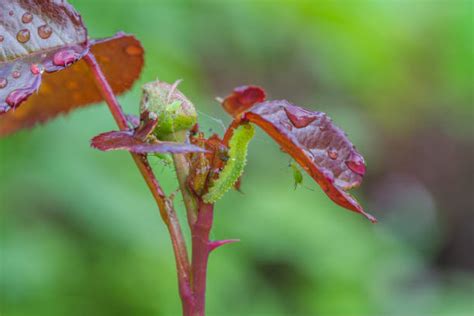 100 Aphids Damage Roses Stock Photos Pictures And Royalty Free Images