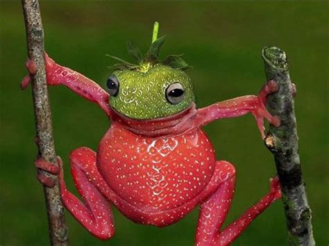 Love Frogs Strawberry Frog Is A Species Of Small Amphibian Poison