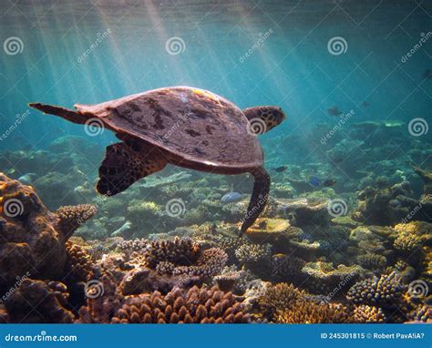 Hawksbill Sea Turtle Eretmochelys Imbricata Swimming Over Coral Reef