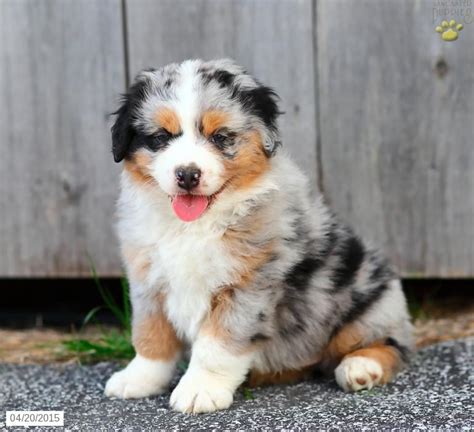 Discover more about our australian shepherd puppies for sale below! Australian Shepherd Puppy for Sale in Pennsylvania ...