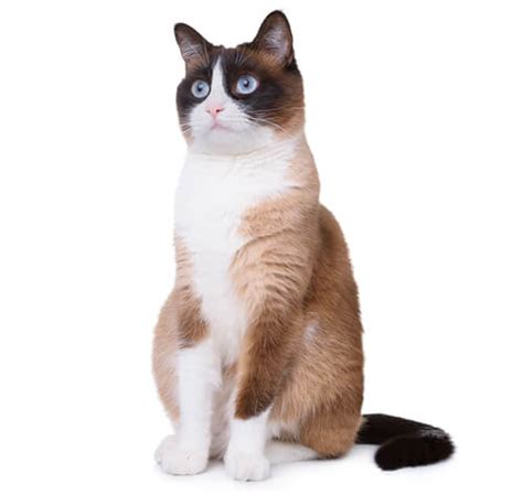Snowshoe Cat Breed Information Purina