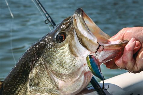 How To Catch Autumn Bass Game And Fish