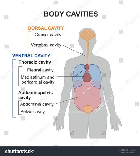 Human Body Divided Into Compartments Cavities Ilustrație De Stoc