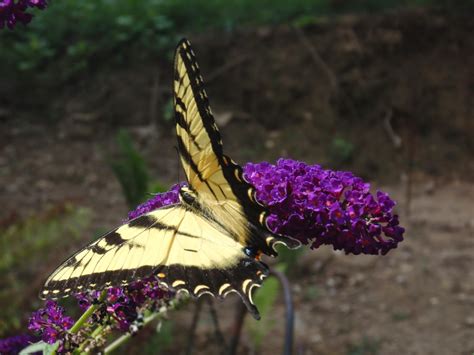 A Beautiful Tiger Swallowtail