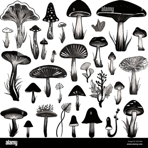 Vector illustration of mushrooms in black silhouette against a clean