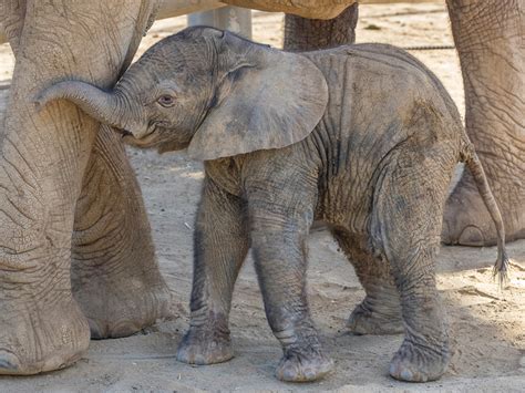 baby elephant weight in kg india - Arnette Christianson