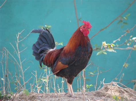 SheWoodTime...: Rooster Crows...