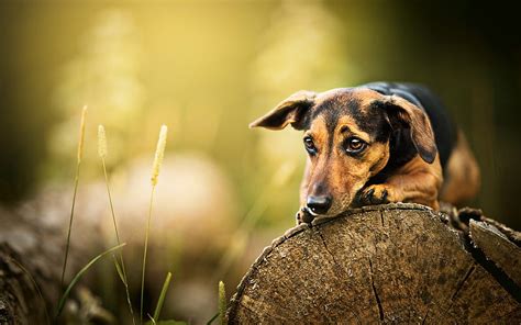 3840x2160px 4k Free Download Sad Dachshund Bokeh Forest Dogs