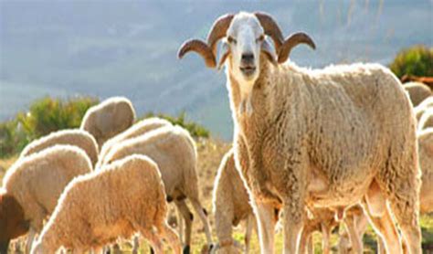 Offrir Un Mouton Pour L Aid - Aid el Kébir, Sms Aïd Mabrouk Messages bonne fête de l'Aid al Adha 2020
