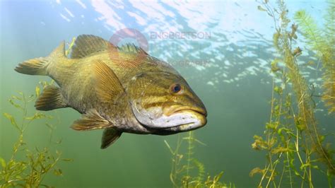 Largemouth Bass Underwater