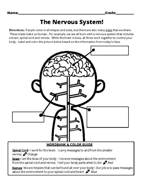 Nervous System Worksheet Grades 3 5 Classful
