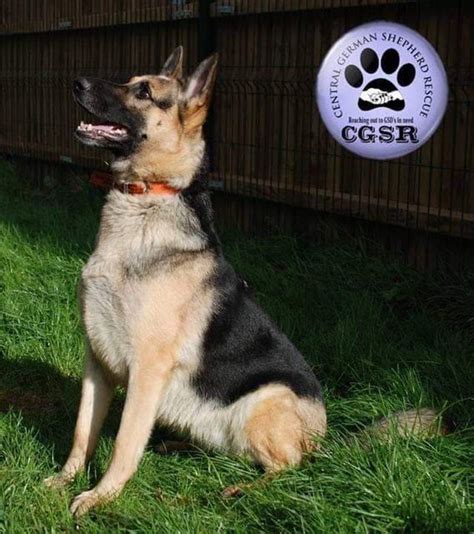 Annie 5 6 Year Old Female German Shepherd Dog Available For Adoption