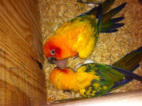 Sun Conures Birdmans Petsource Buy Sun Conure Parrots