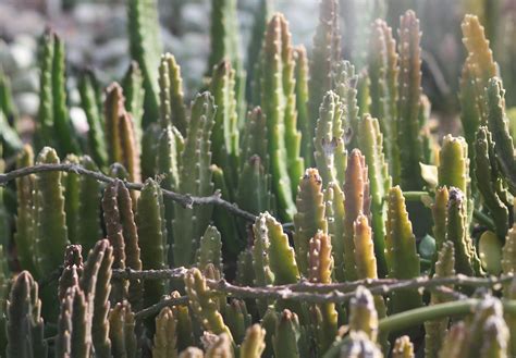 Stapelia Cactus Plants Plants Cactus