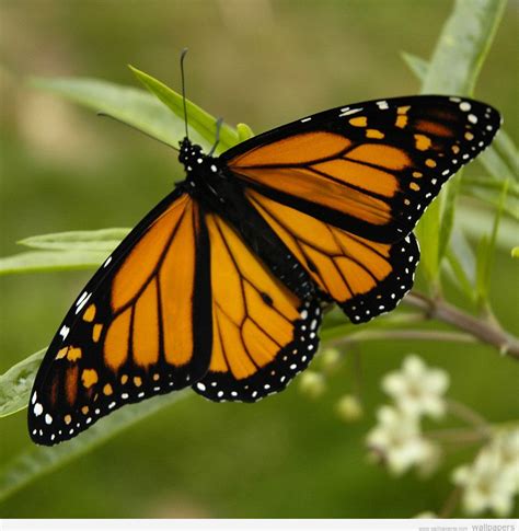 50 Free Butterfly Wallpaper And Screensavers Wallpapersafari