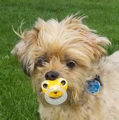 Kittens do indeed lose all of their 26 baby teeth, just like human children lose their baby teeth, the aspca indicates. FACTOID FRIDAY: YOUR MORKIE'S TEETH | ABOUT MORKIES