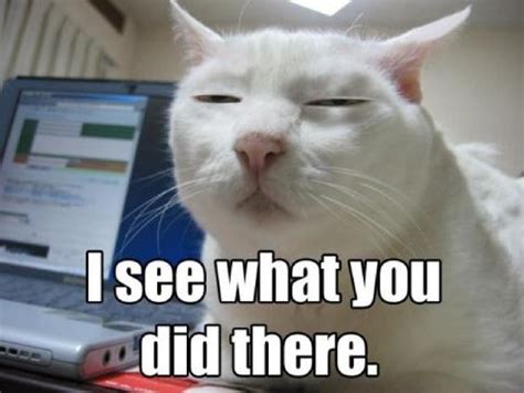 70 Most Hilarious White Cat Meme And Funny White Cat Images