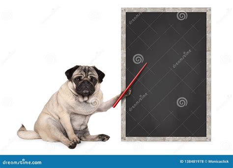 Serious Pug Puppy Dog Sitting Next To Blank Blackboard Sign Holding