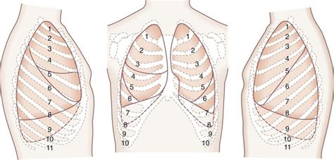 Anatomy Of Ribs And Lungs Heart Lung Diaphragm And Ribs Location