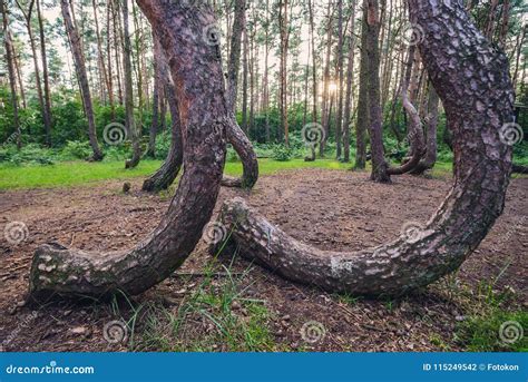 Famous Crooked Forest Stock Photo Image Of Polish Destination 115249542