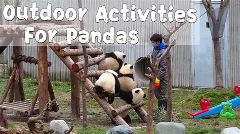 Panda Cubs Playing With Nanny On Outdoor Playground Ipanda Youtube