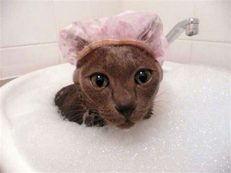 Imagens Mostram Os Gatos Que Realmente Gostam De Tomar Banho
