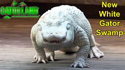 Gatorland Opens White Alligator Swamp Largest White Gator Breeding