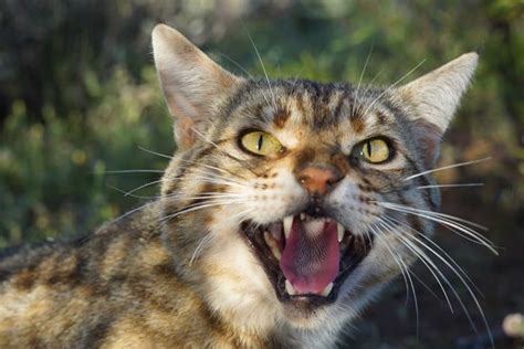 However, the offspring of a stray cat can be considered feral if born in the wild. Scientists hope survey into feral cat behaviour in ...