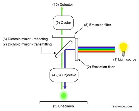 Fluorescence Microscope Rs Science