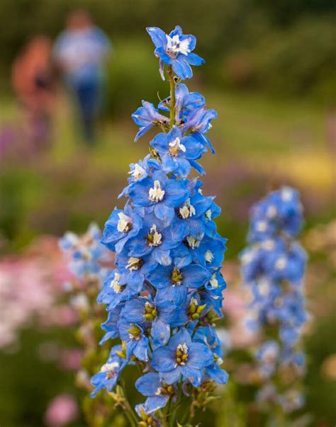 Tendenti al blu anche i fiori azzurri del delphinium, chiamati anche larkspur, alti e adatti alle composizioni floreali, simbolo di gioia e divertimento. Delphinium ajacis, una pianta con fiori a spiga - Il Giardino Commestible