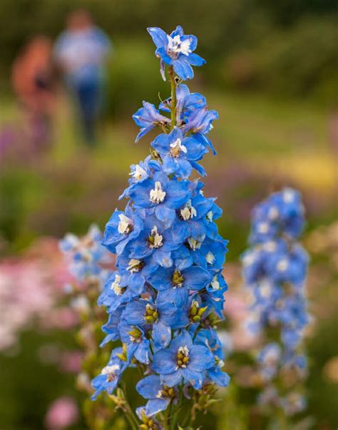 Una erbacea con spighe blu viola di fiori semplici e vistosi che spesso fanno compagnia al bianco delle margherite dei prati leucanthemum. Delphinium ajacis, una pianta con fiori a spiga - Il ...