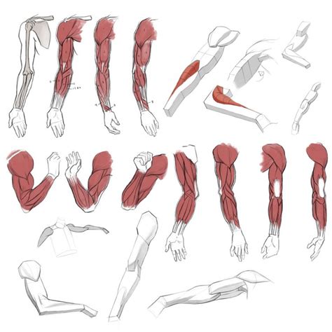 Complete with color map and bump map. Arm Muscle Drawing at GetDrawings | Free download