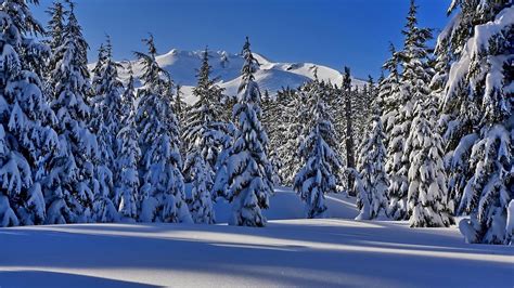 24 wildermiemingerinnen und wildermieminger sind dem aufruf des kulturausschusses gefolgt und haben zusammen 52 winterbilder für den fotobewerb eingereicht. Gratis Desktopbilder Winter 1920x1080