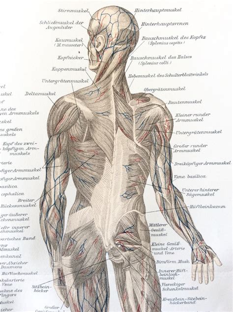 Antique 1890s Human Anatomy Muscles German Lithograph Print Etsy